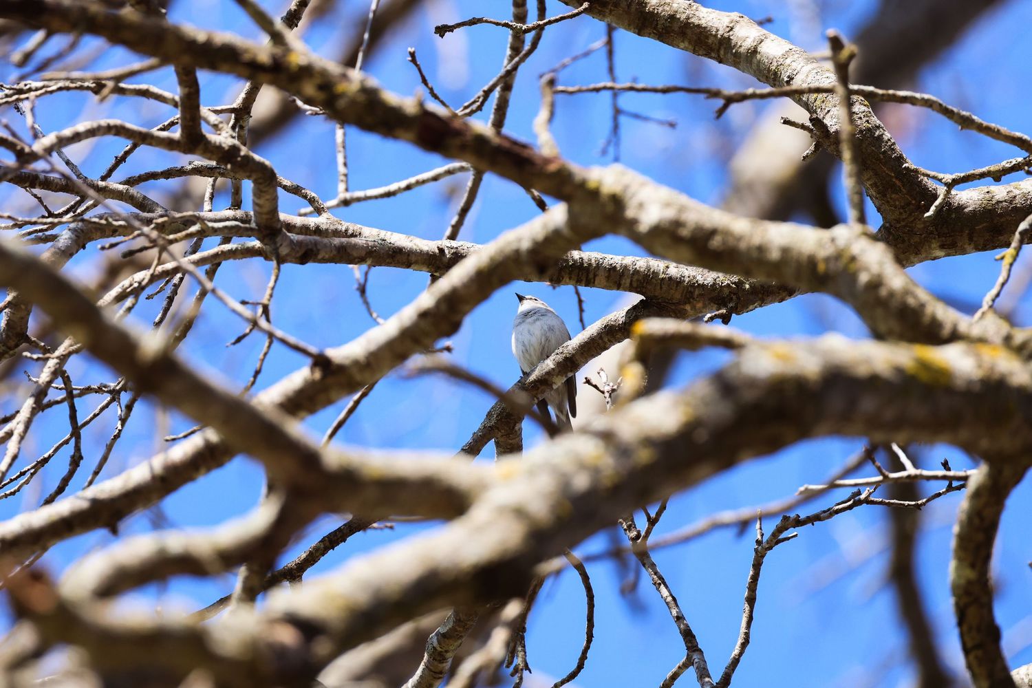 White dove perched among bare winter branches of a tree against a bright clear blue sky.