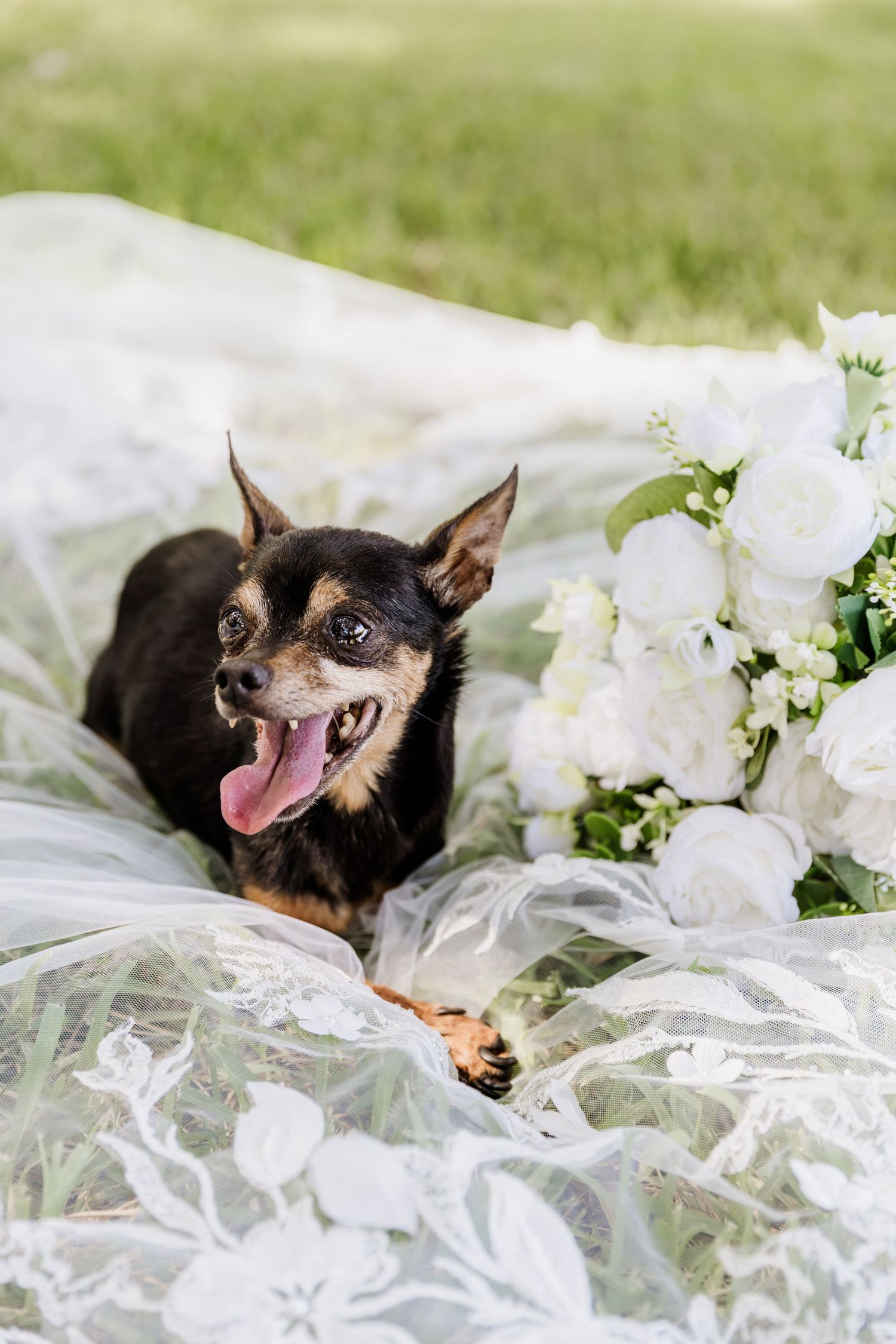 A happy small black dog lying on a white wedding veil beside a bouquet of white roses on green grass.