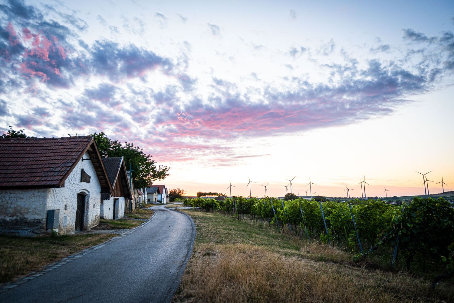 Scenic vineyard road at sunset with rustic wine cellars, lush grapevines, and wind turbines under a colorful sky.