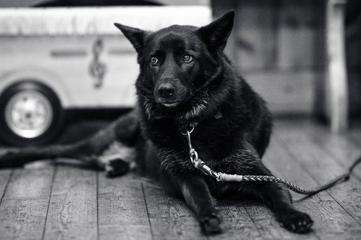 hunde sind gerne bei jedem shooting willkommen