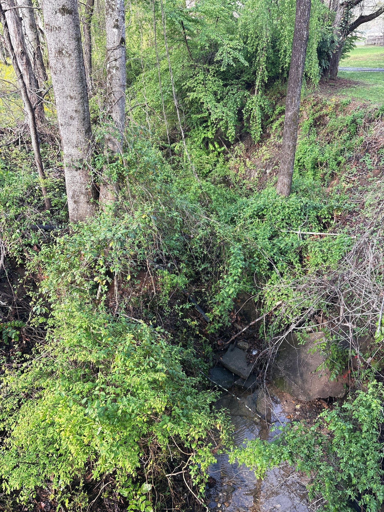 Aerial view of a lush green ravine with tall trees and dense foliage surrounding a small stream below.