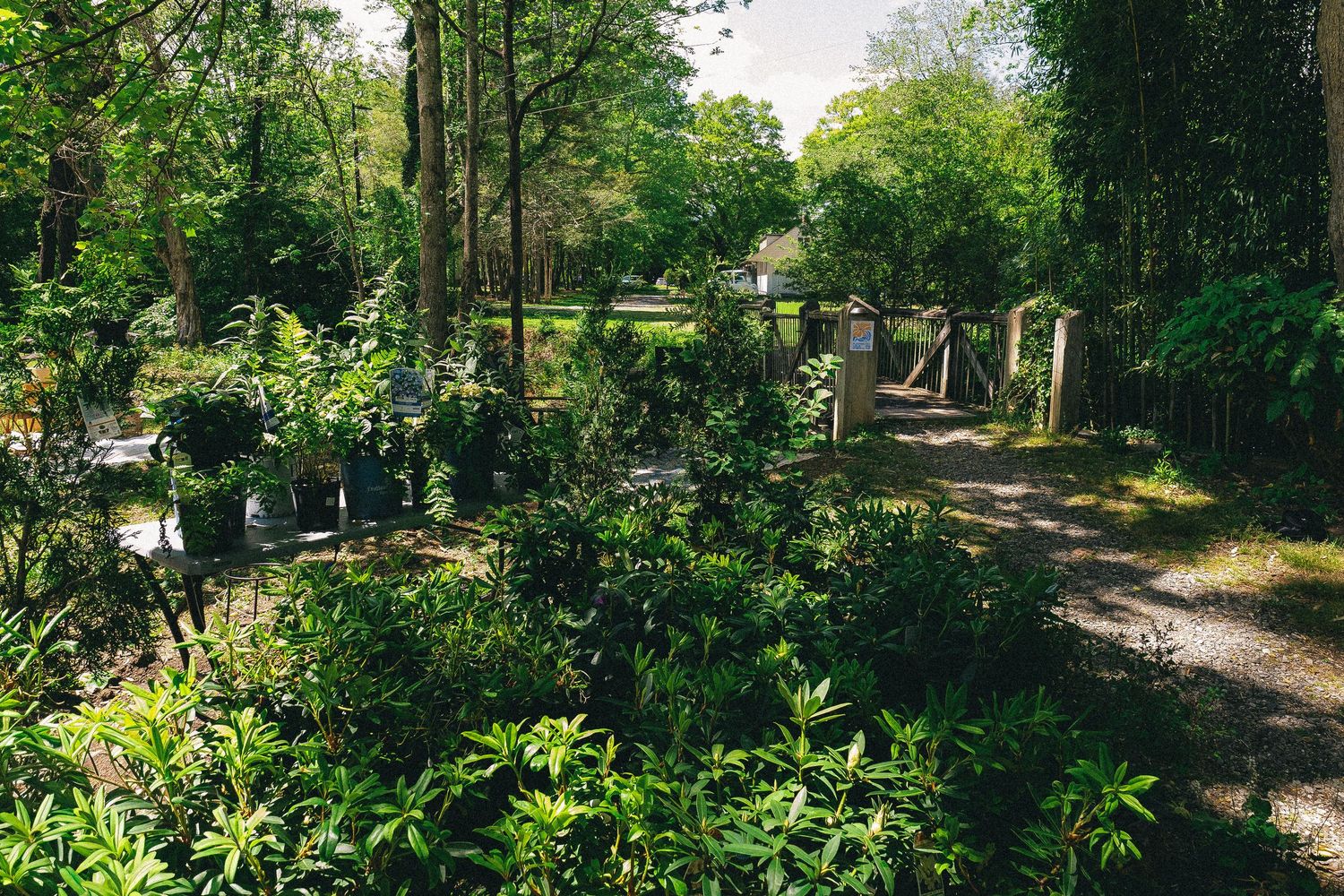 Lush garden nursery with potted plants lining a gravel path surrounded by tall green trees in dappled sunlight.