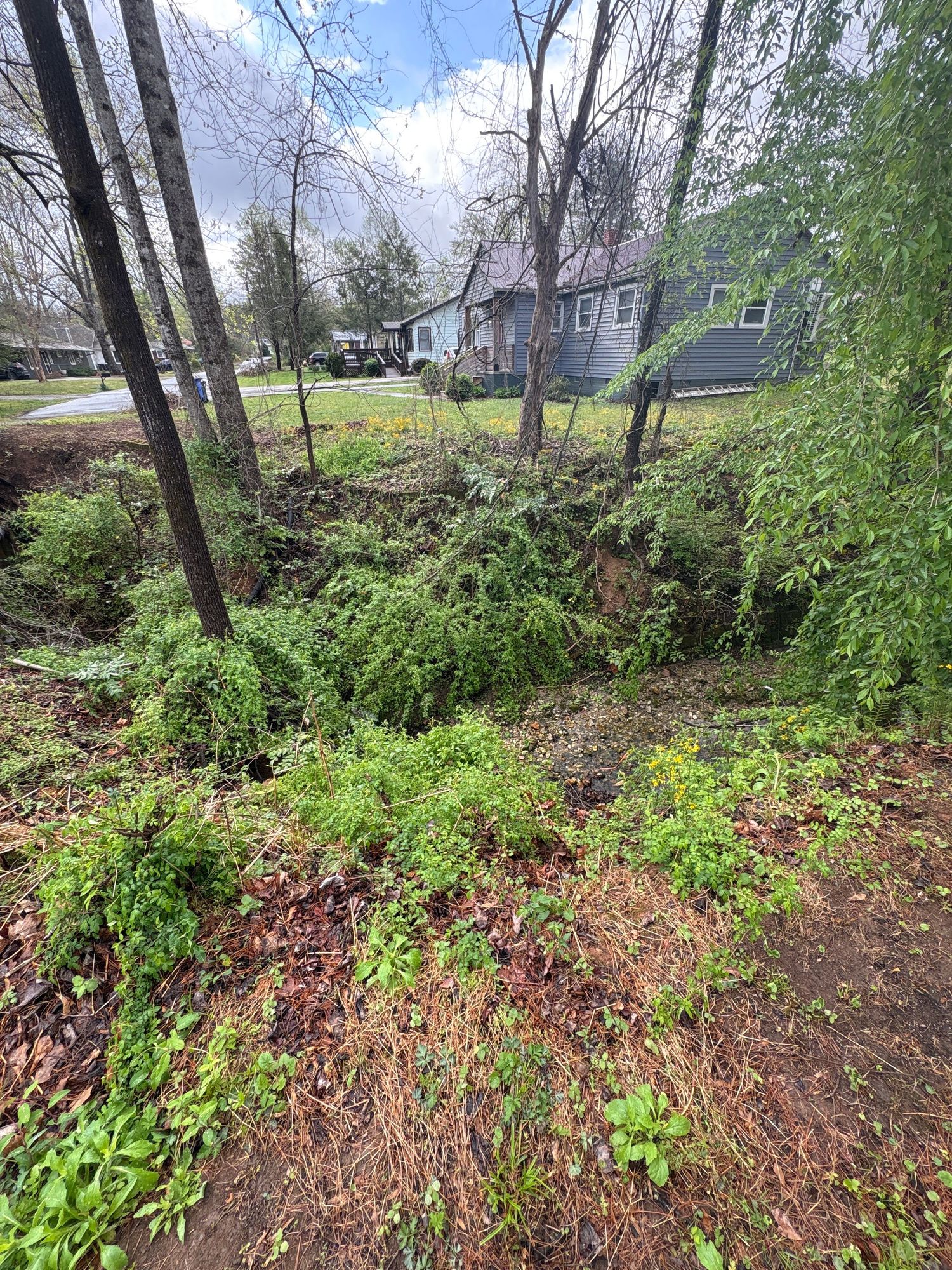 Overgrown ravine with lush green vegetation and fallen branches between residential homes on a cloudy spring day.