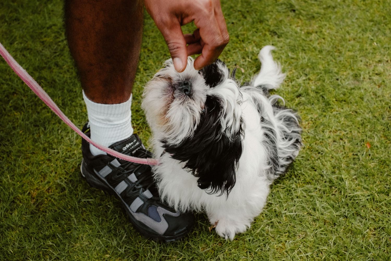 Action shot of little Lilly on her walk!