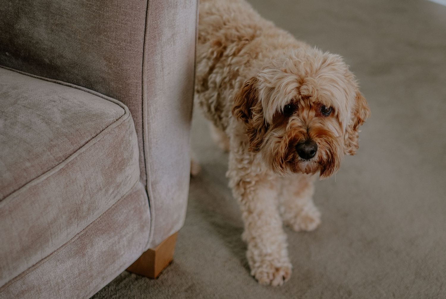 At Home - Dog Lifestyle Shoot