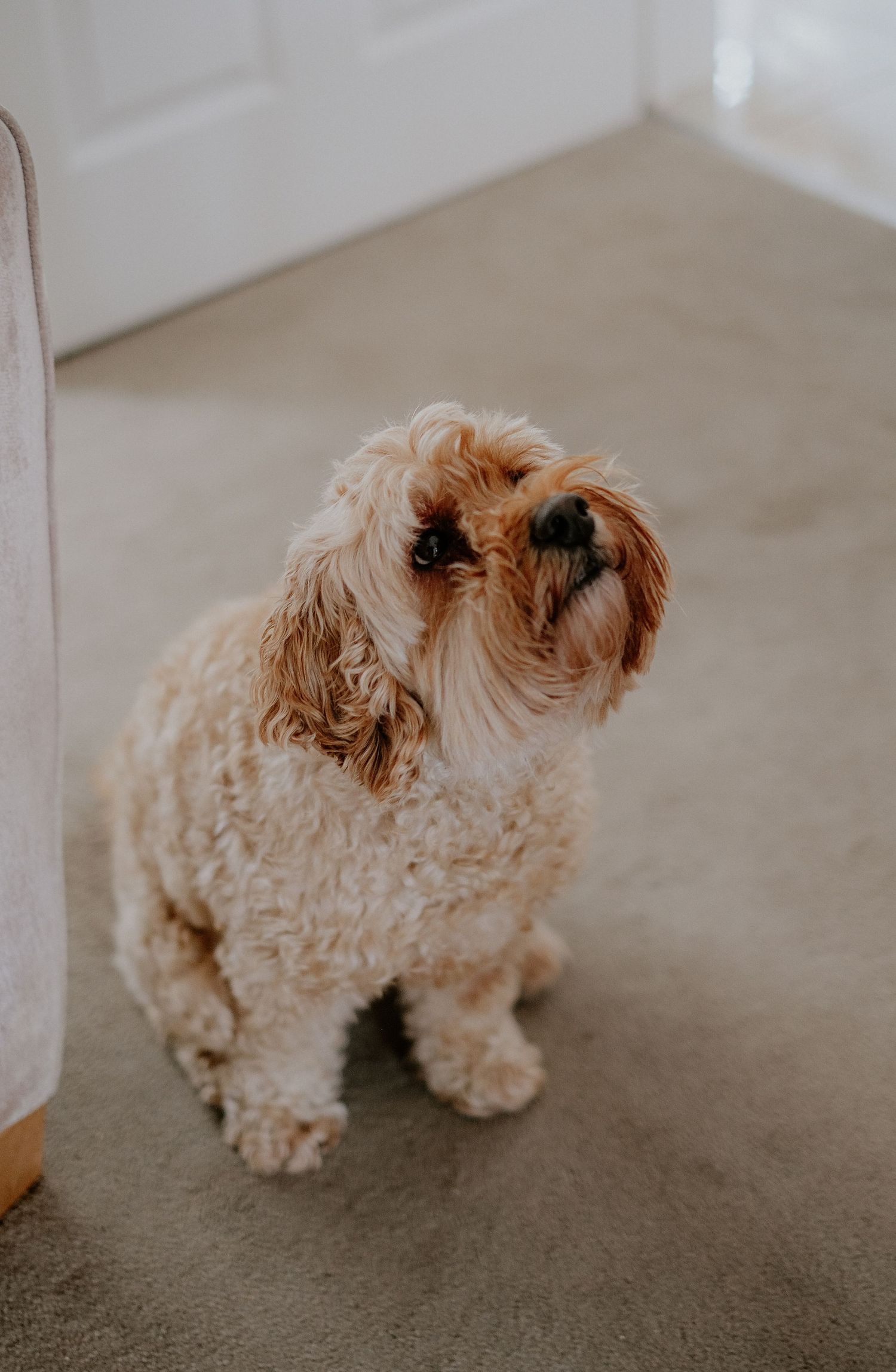 At Home - Dog Lifestyle Shoot