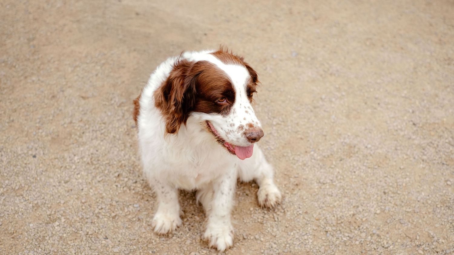 Dog Portraits