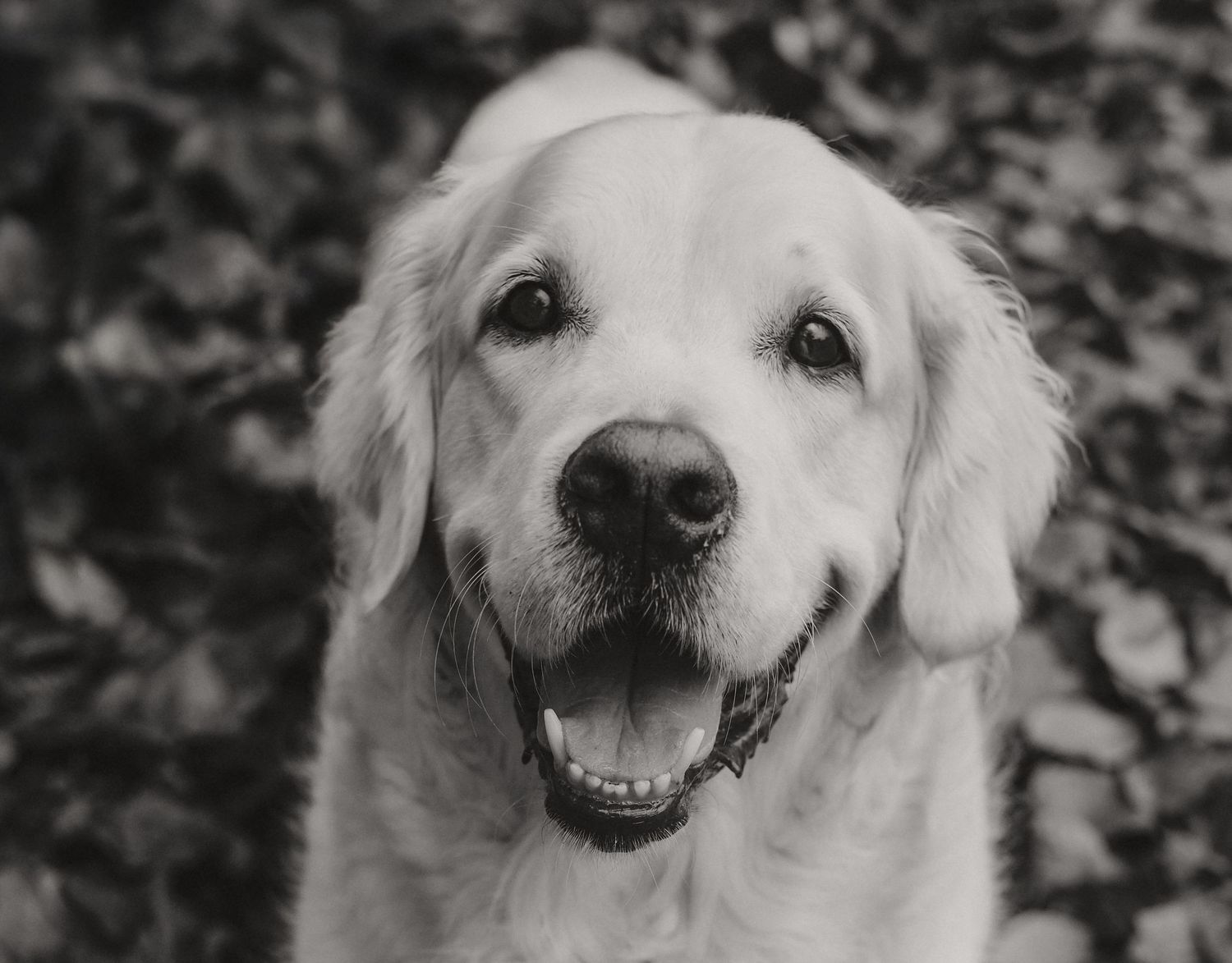 Dog Portraits