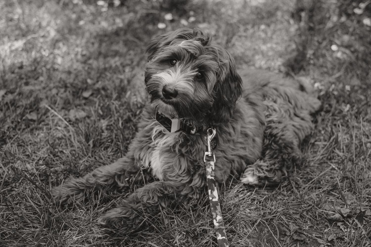 Libby  - Dog Portraits
