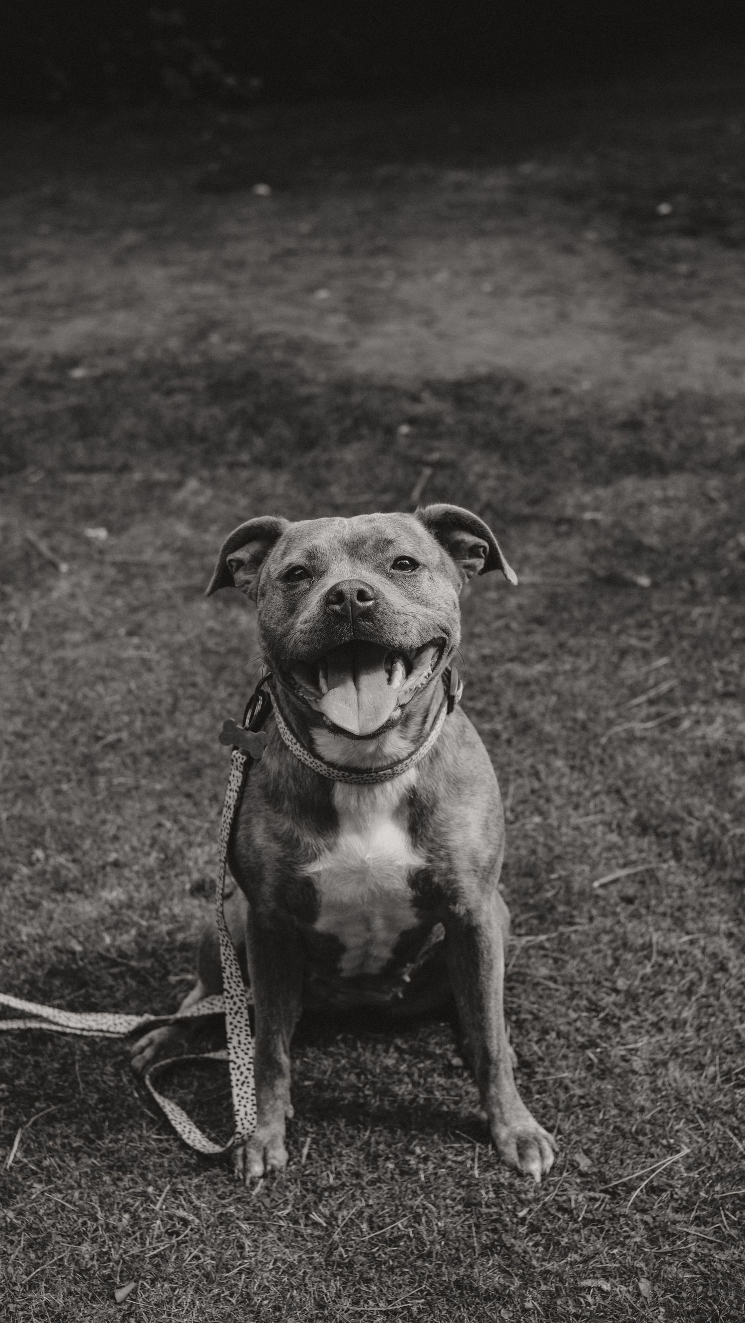Dog Portraits