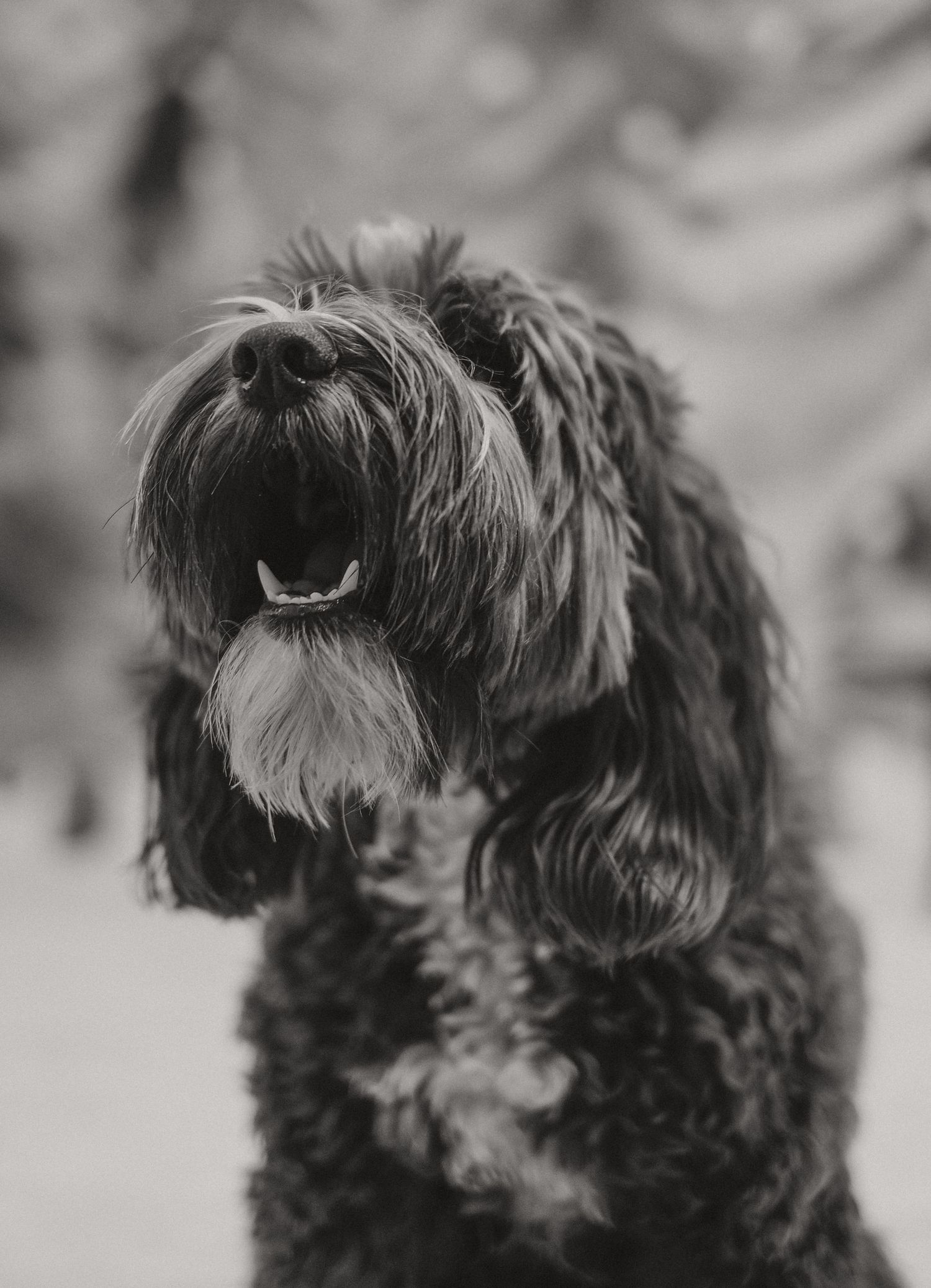 Libby - Dog Portraits