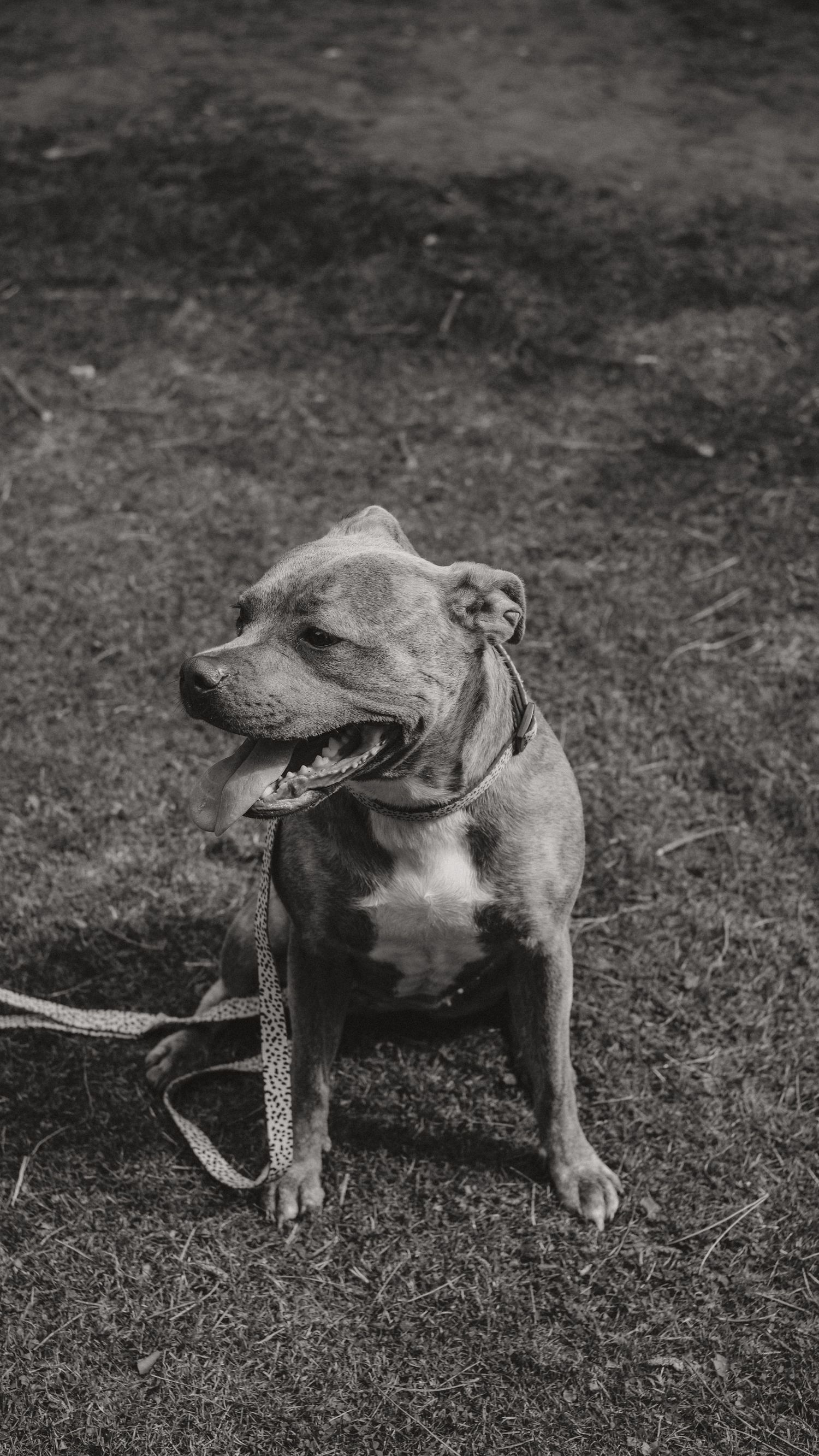Elvaston Castle - Dog Portraits