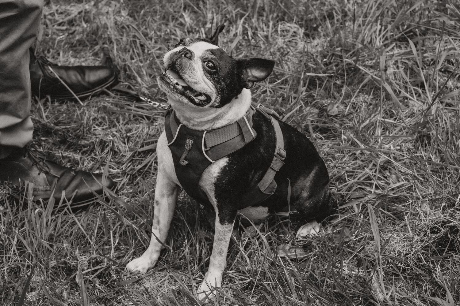 Langar Hall - Dog Portraits