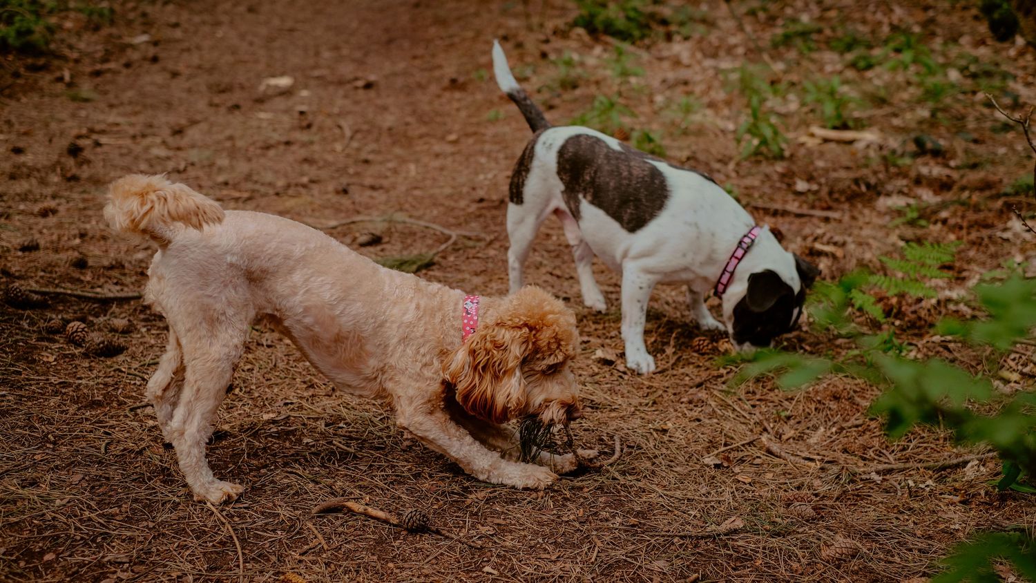 Siblings playing in Blidworth Woods - Outdoor Lifestyle Shoot