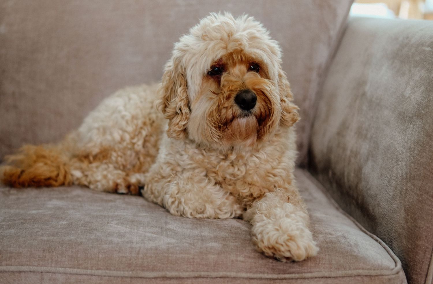 Dog Portraits
