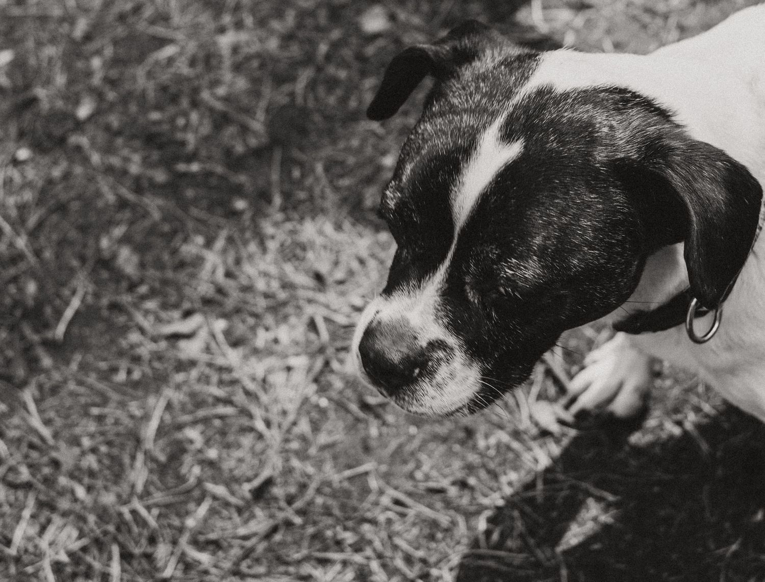 Blidworth Woods - Dog Portraits