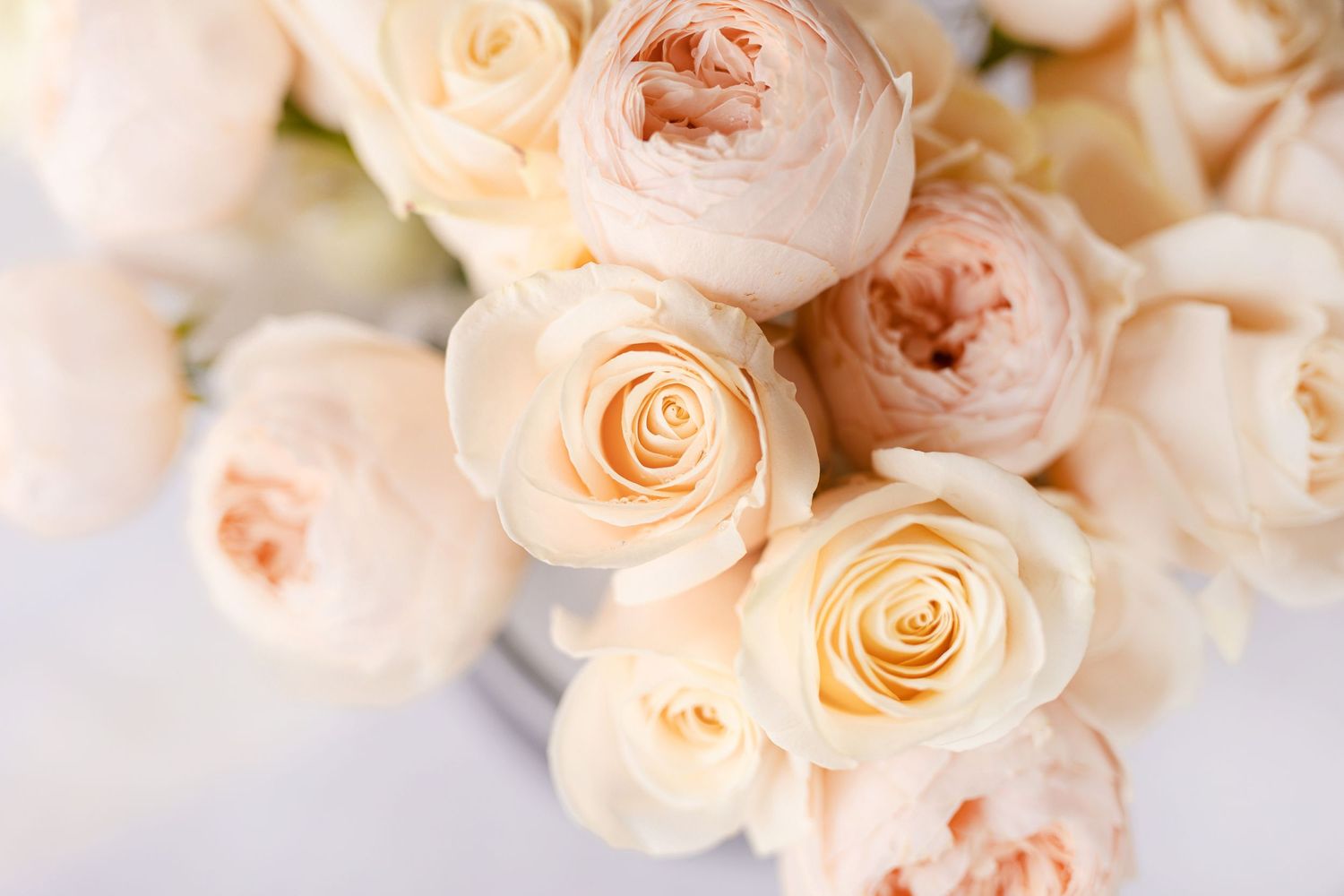 Closeup of blush garden roses and peonies with soft, dreamy lighting effect.