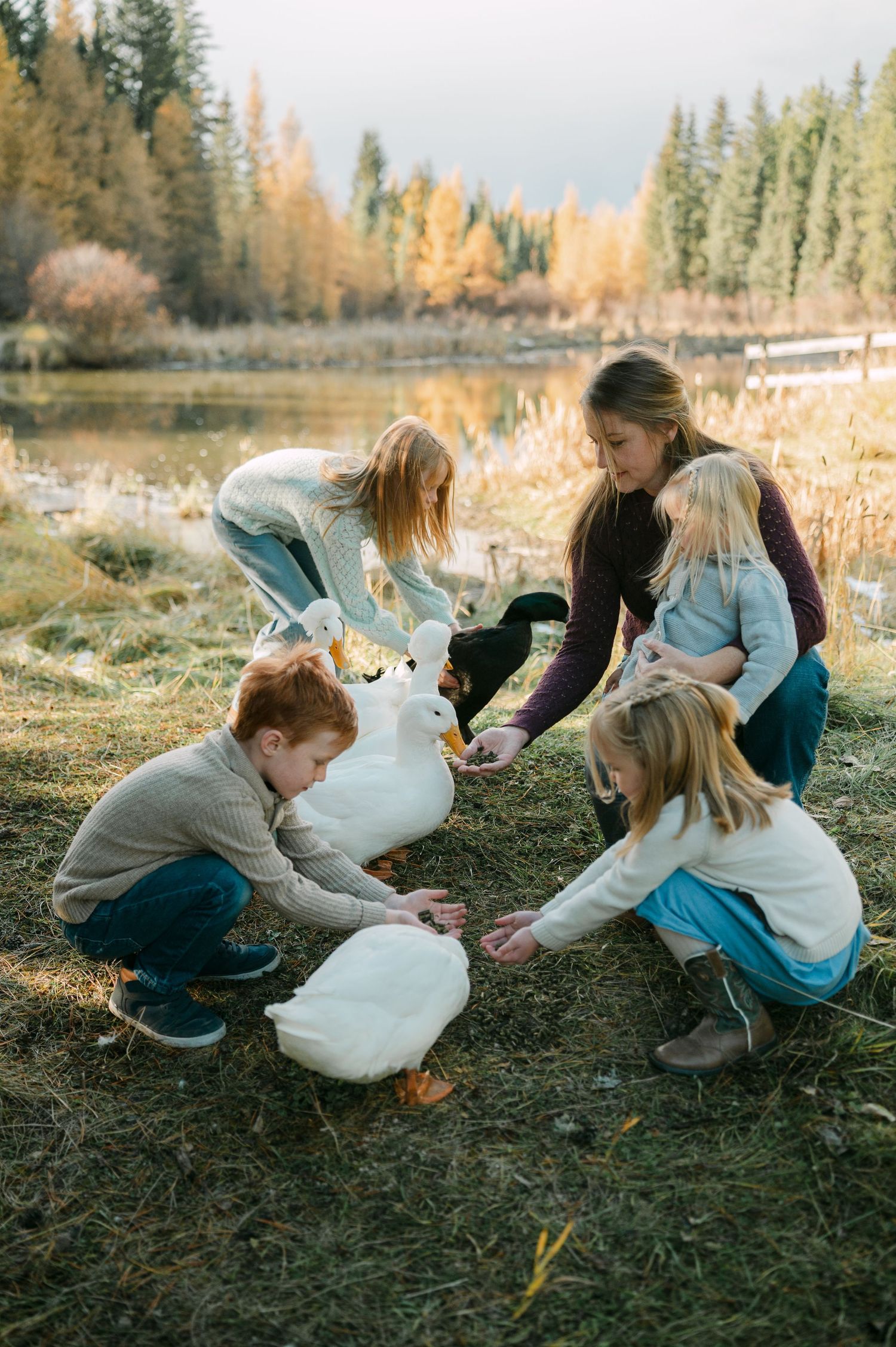 Four children crouching outdoors feeding white geese near a pond in autumn. Family farm photos.