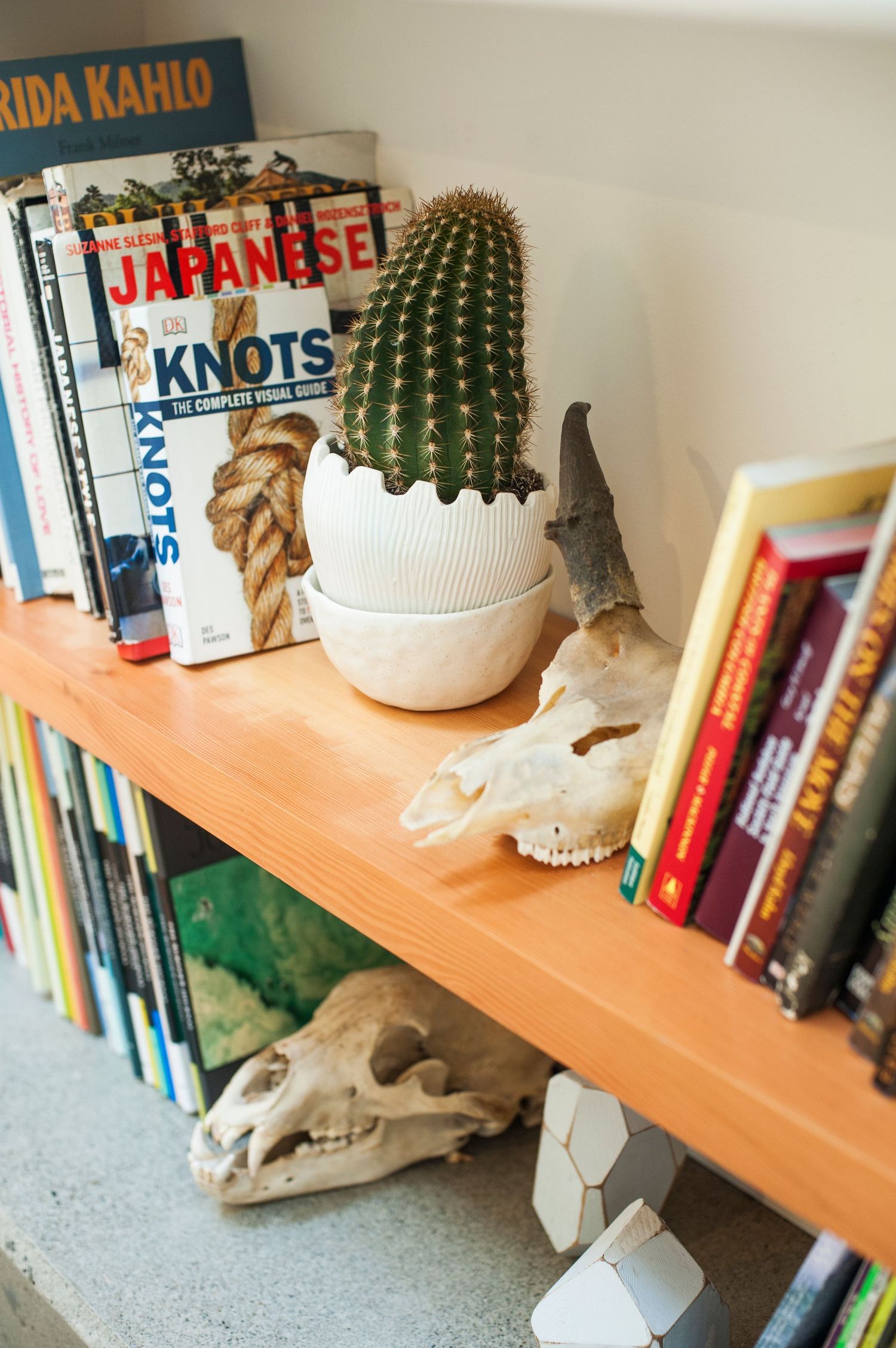 a collection of books, cactus and skull on a book shelf