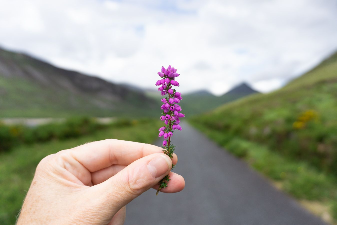 Hand holding a piece of Heather in the Mourne Mountains In Northern Ireland