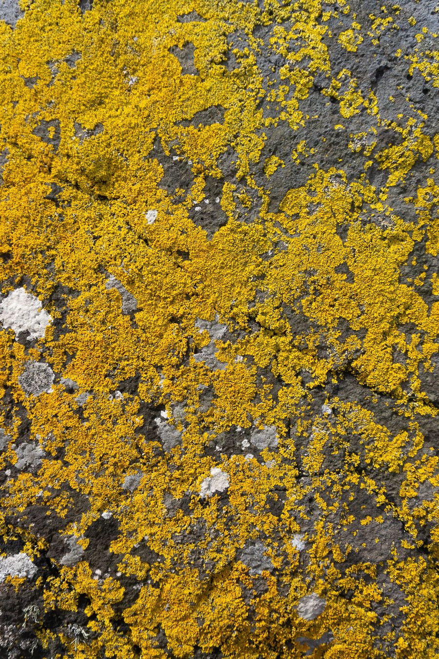 Yellow Lichen in the Mourne Mountains In Northern Ireland