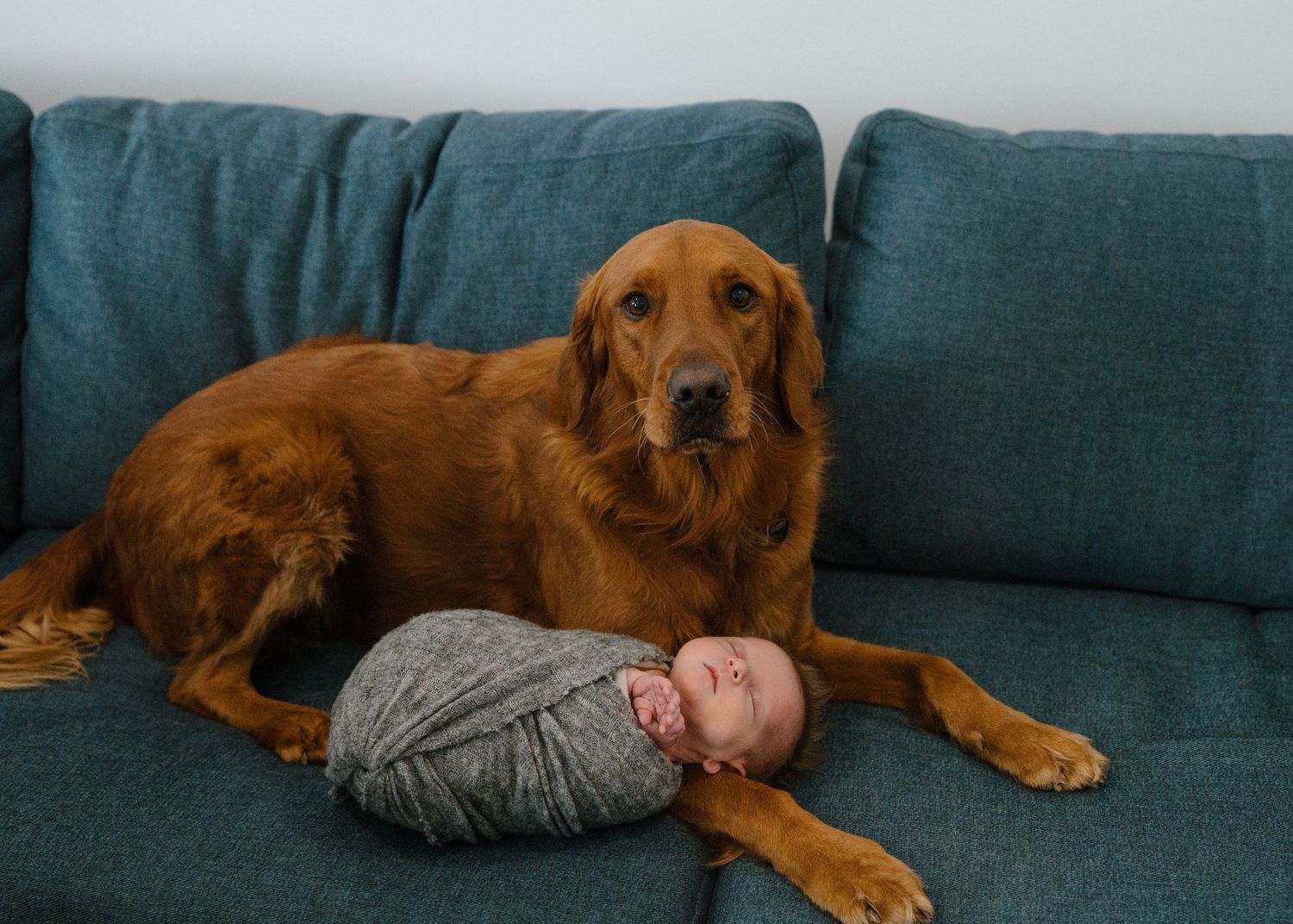 Golden retriever dog rests protectively beside swaddled newborn baby on teal couch.