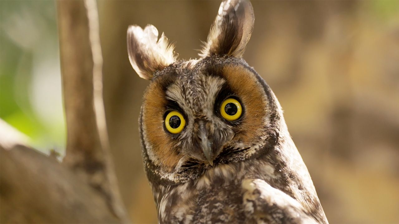 Detailed close-up of a long-eared owl with vivid yellow eyes and brown feathers perched on a tree branch.