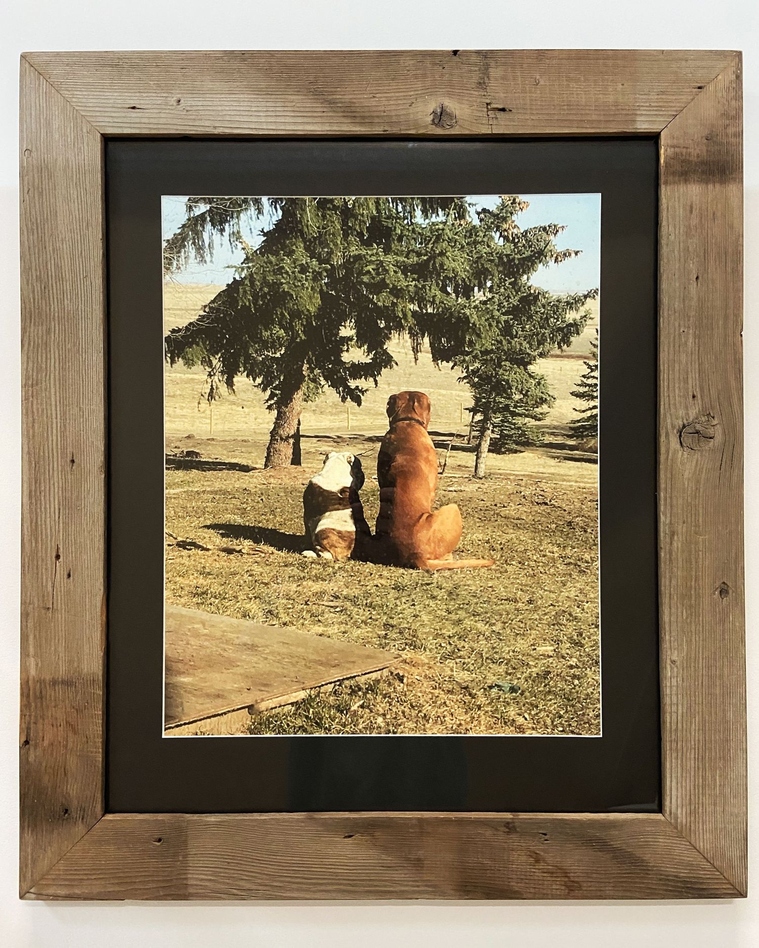 Rustic barnwood framed photo of two dogs sitting under a tree outdoors.