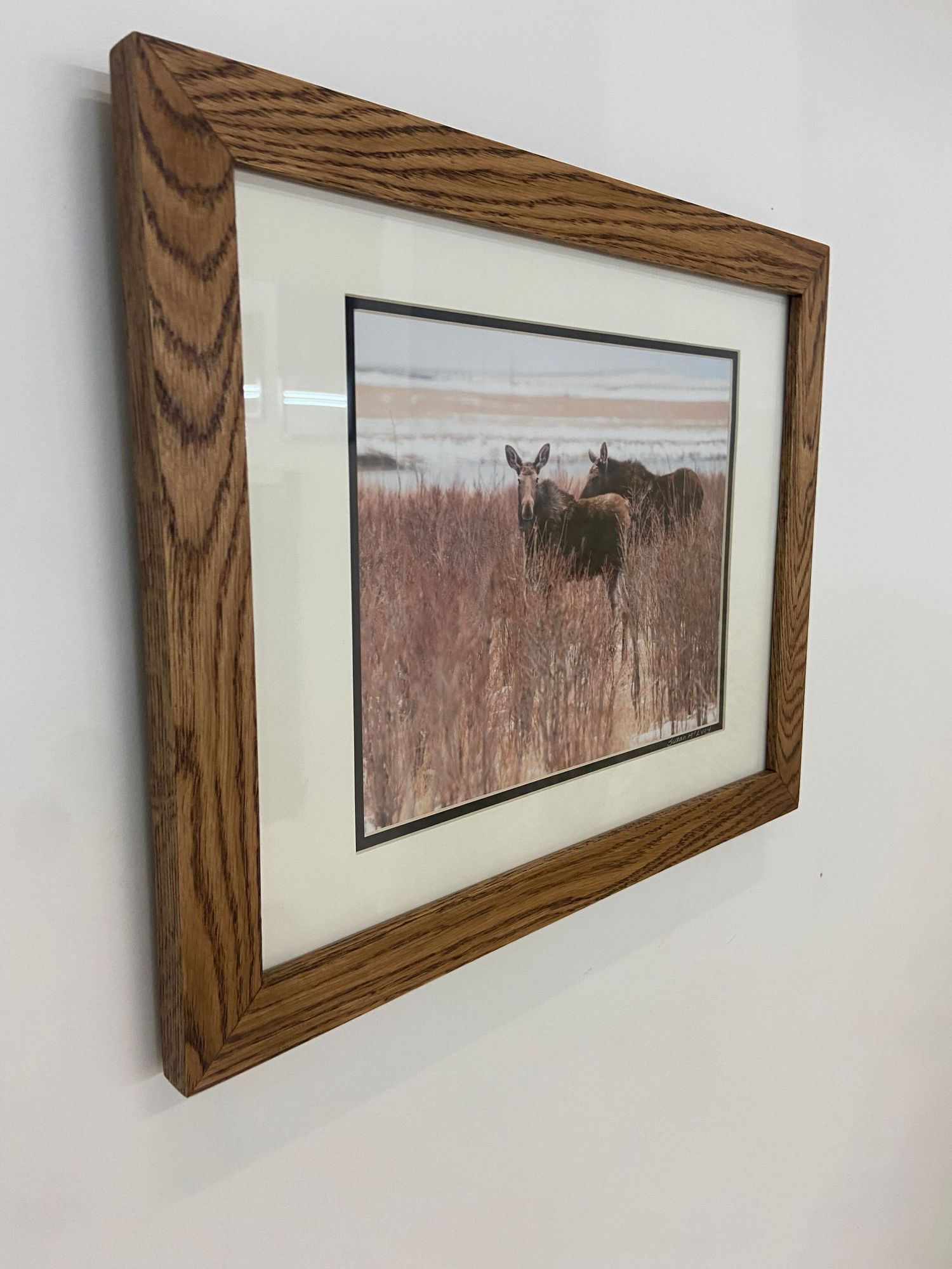 Oak framed wildlife photograph of moose in winter marsh grass with cream double mat.