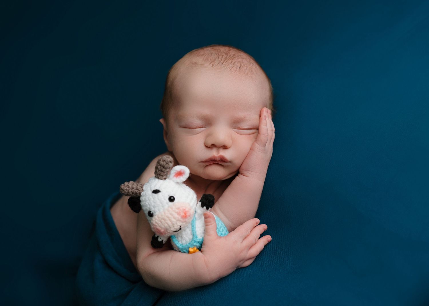 Peaceful newborn baby sleeping on teal backdrop while holding a crocheted cow stuffed animal.