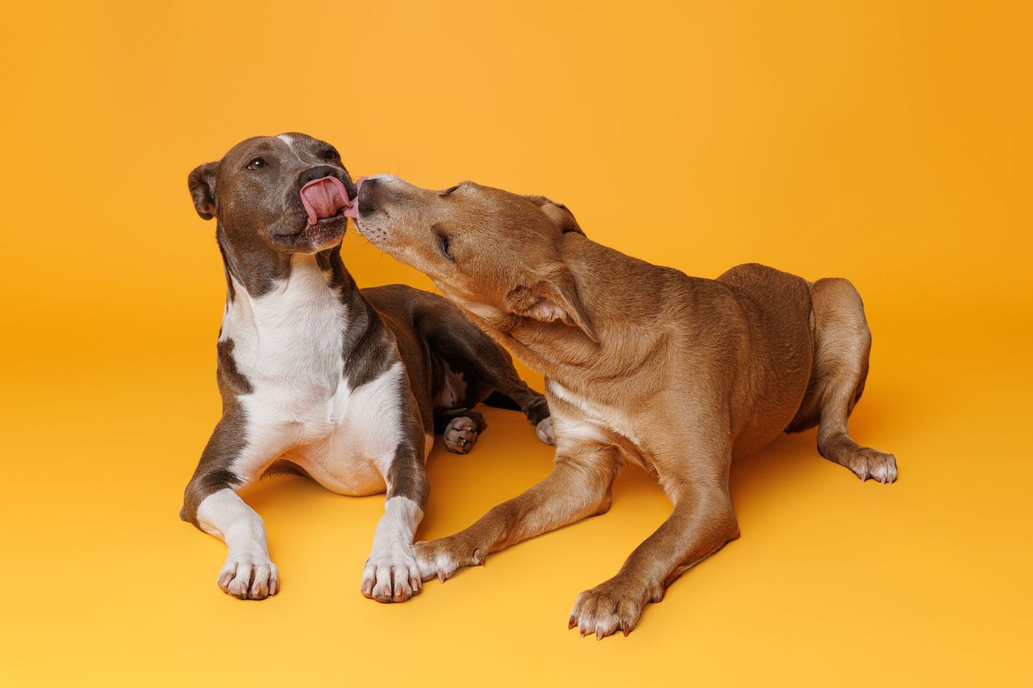 Two American Staffordshire Terriers interact playfully against a bright yellow studio background.