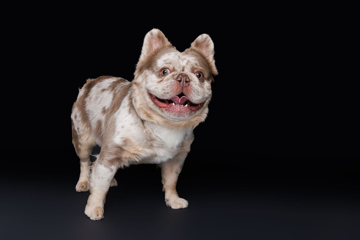 A merle French Bulldog stands smiling against a black studio background showcasing its unique spotted coat.