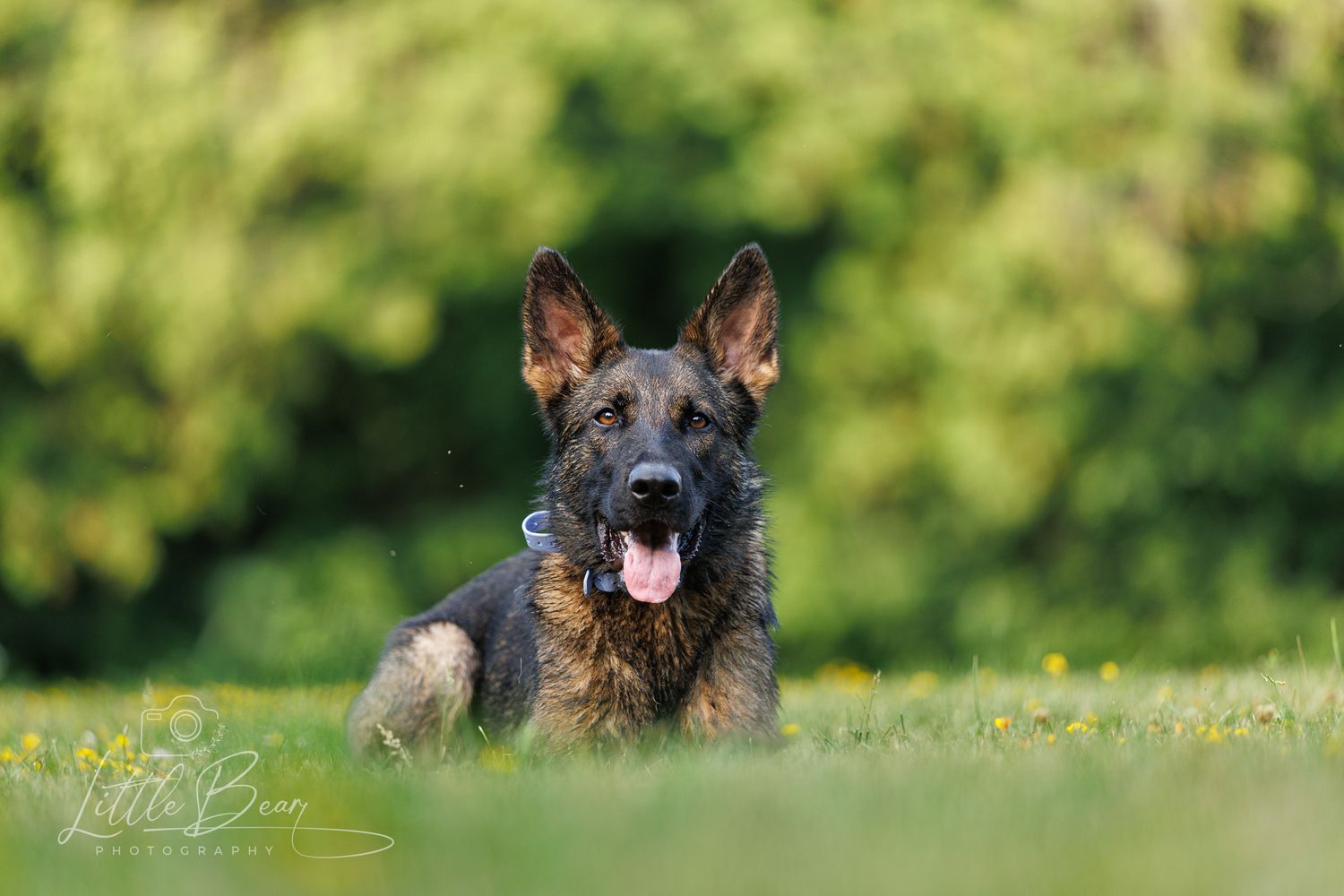 A German Shepherd dog lies in green grass with tongue out, ears alert, in a sunny meadow.