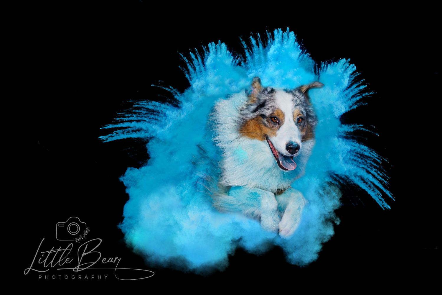 Australian Shepherd dog running through a dramatic cyan blue powder cloud on black background by Little Bean Photography.
