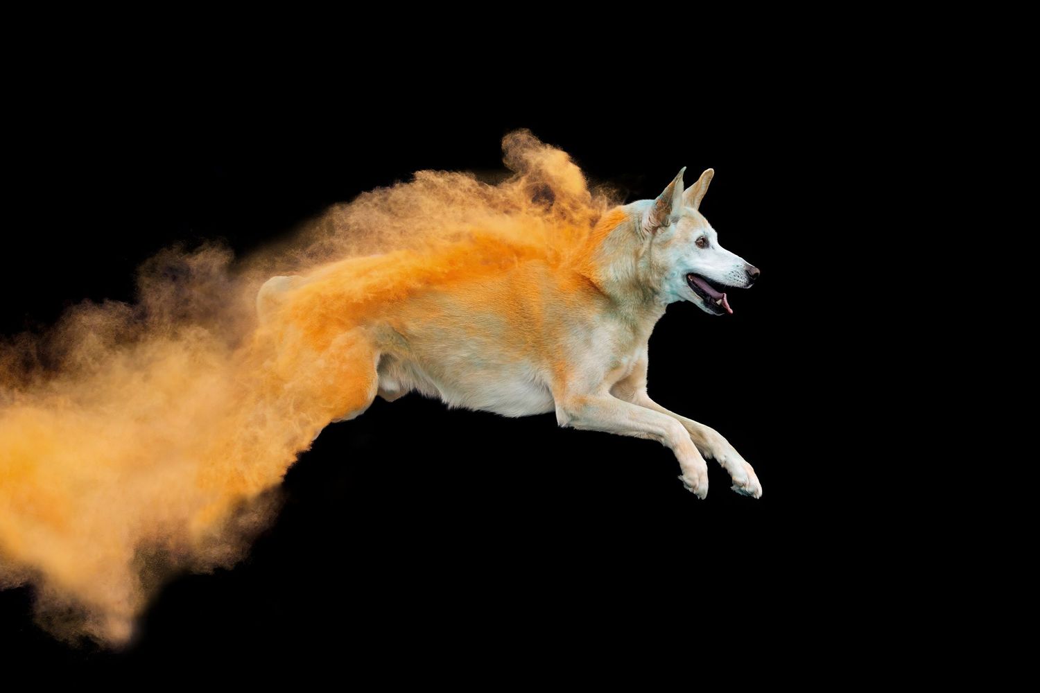White Husky dog leaping through a vivid orange powder explosion on a dark black background.