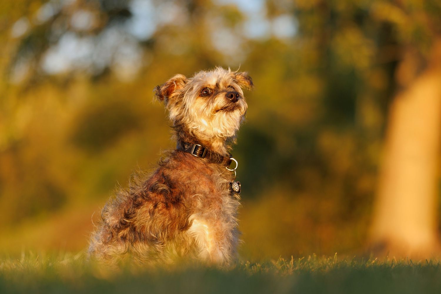 Small scruffy terrier dog sitting on grass in warm golden sunset light outdoors.