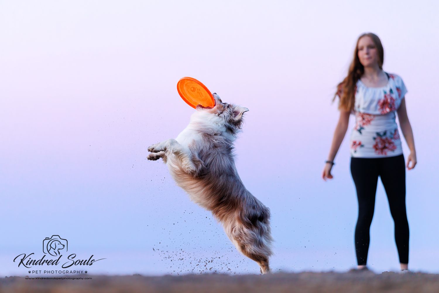 Australian Shepherd leaps to catch an orange frisbee on a beach while a young woman watches nearby.