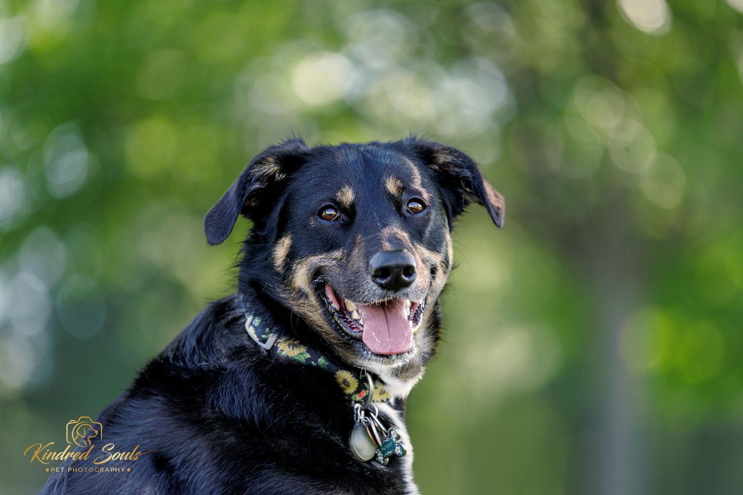 Happy black and tan dog smiling outdoors with green bokeh background, wearing a colorful collar.