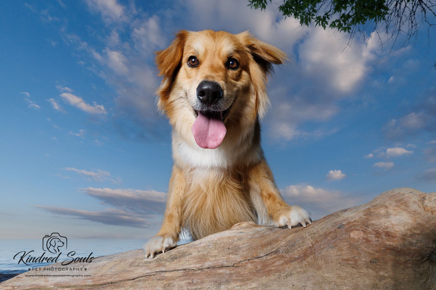 Golden mixed breed dog perched on a rock against a blue cloudy sky, tongue out and smiling.