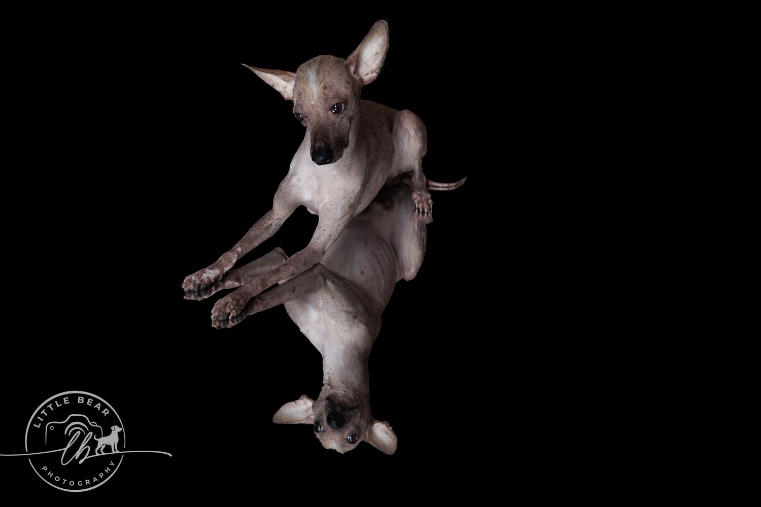 Hairless dog photographed from below against black background, showing unique underside view with paws raised.