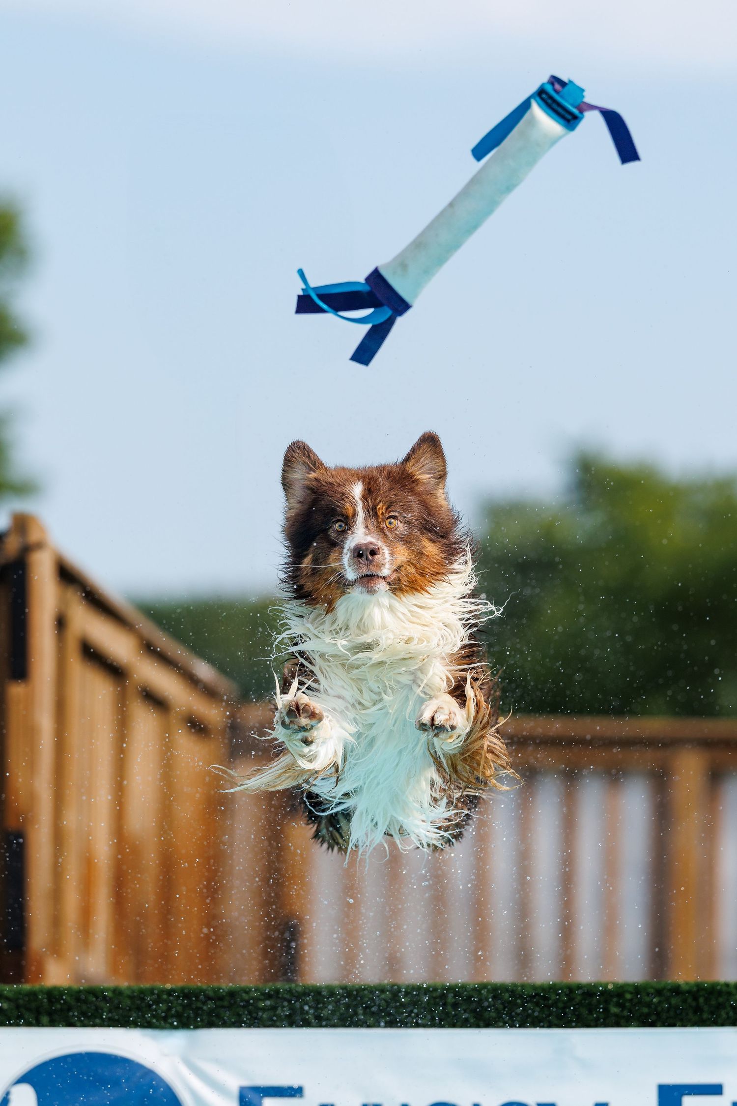 Brown and white Border Collie leaping mid-air to catch a blue toy over water during a dock diving competition.
