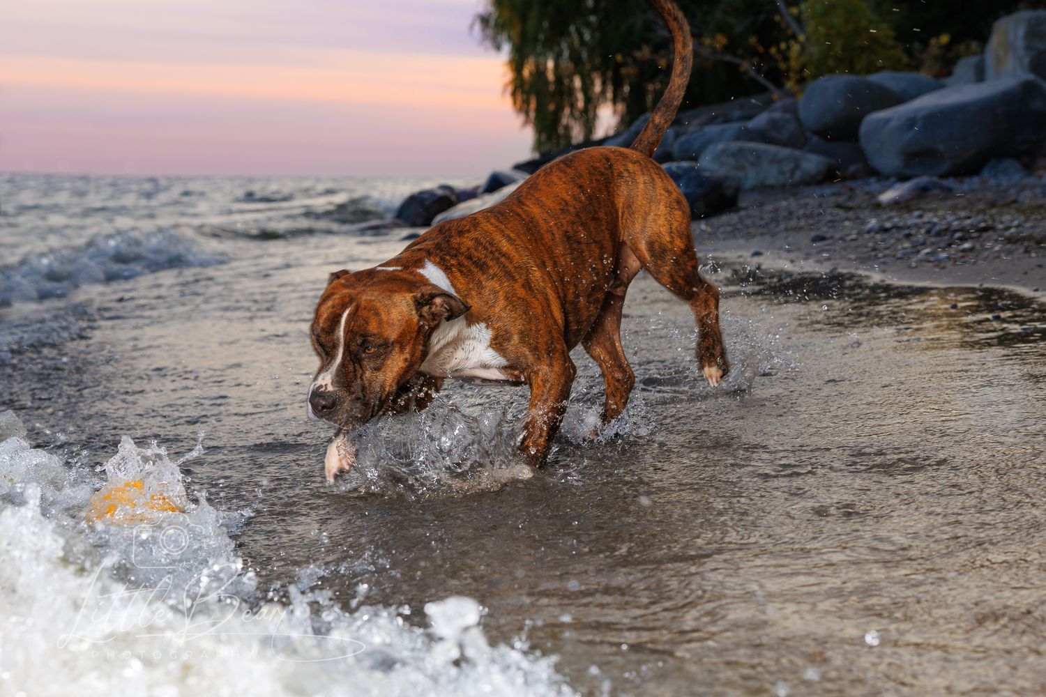 Brindle boxer dog splashing through shallow ocean waves on a rocky beach at sunset.
