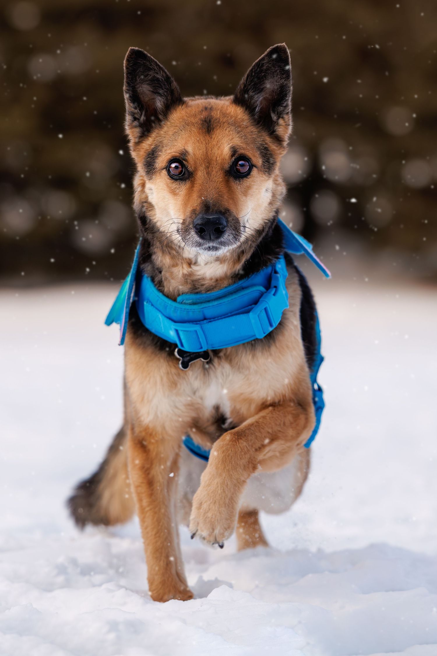 A brown dog wearing a blue harness runs playfully through the snow in a winter landscape.