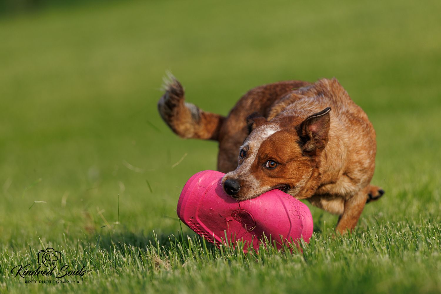 A brindle dog enthusiastically plays with a pink toy on green grass outdoors.