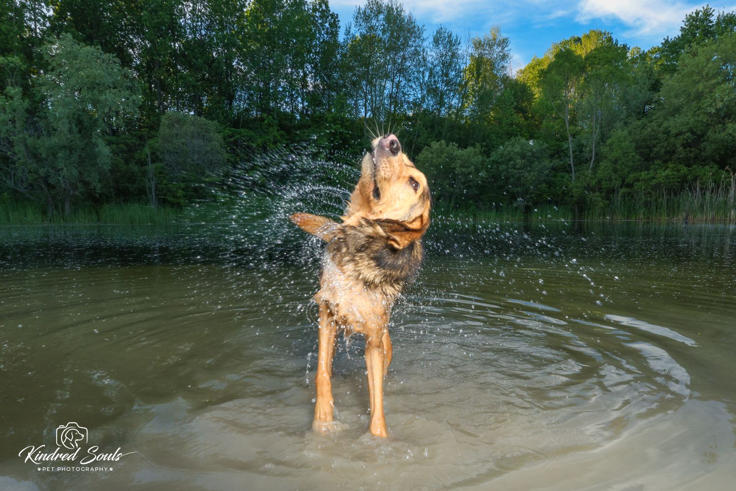 Wet dog shaking water off in a lake, with lush green trees and blue sky in the background.