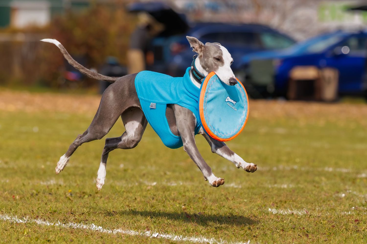 A grey whippet dog wearing a teal jacket runs across a green field carrying an orange frisbee in its mouth.