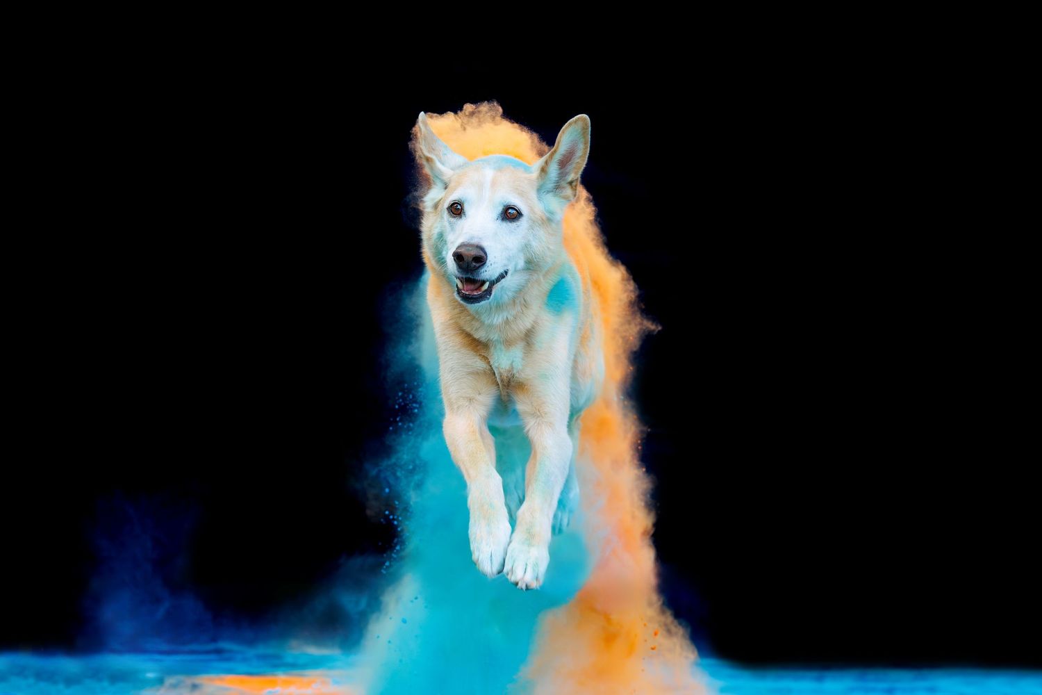 White Husky dog running through a colorful blue and orange powder explosion on a black background.