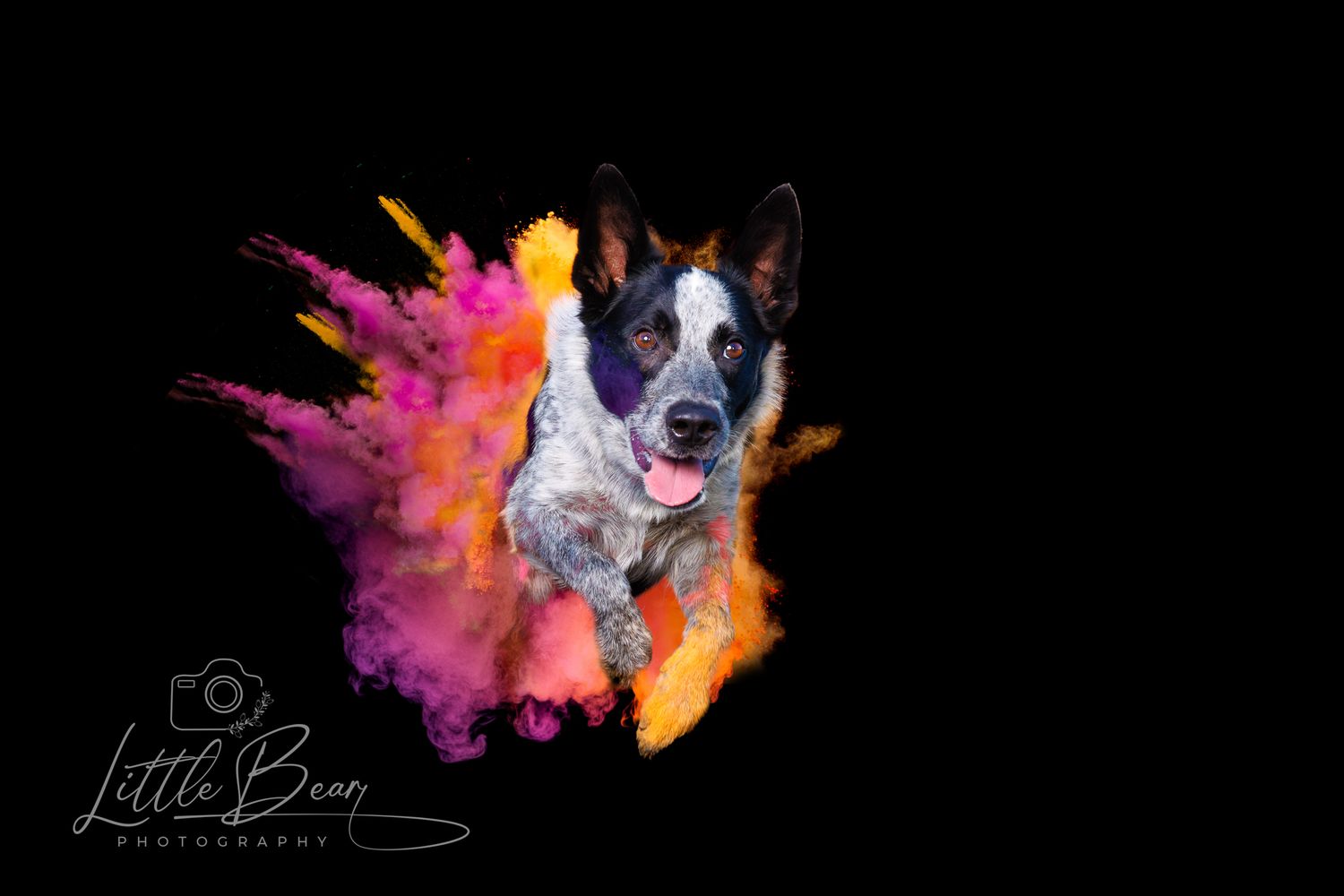 Australian Cattle Dog jumping through colorful orange and pink powder explosion on black background.