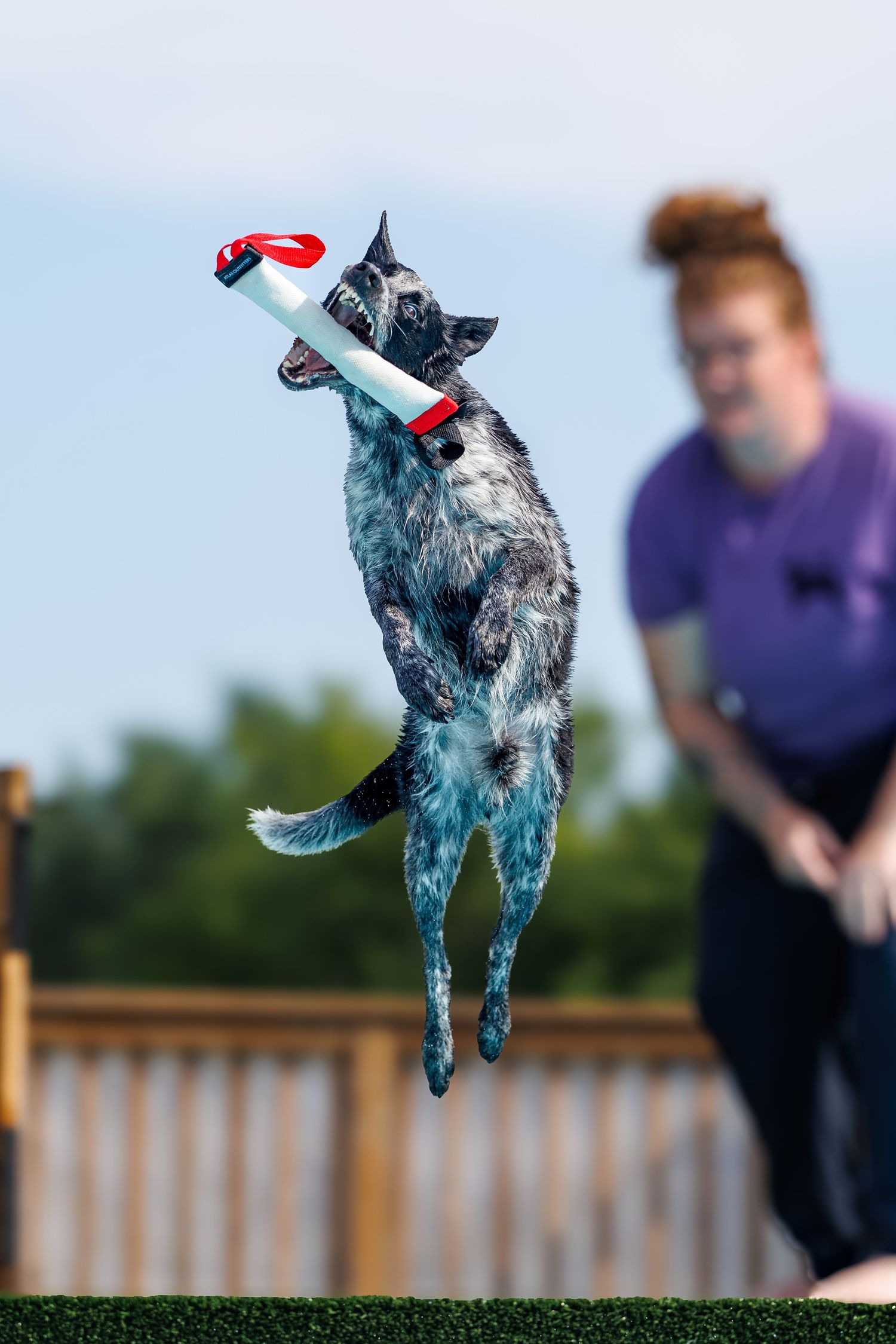 A blue merle dog leaps to catch a toy while a woman in purple watches during an outdoor training session.