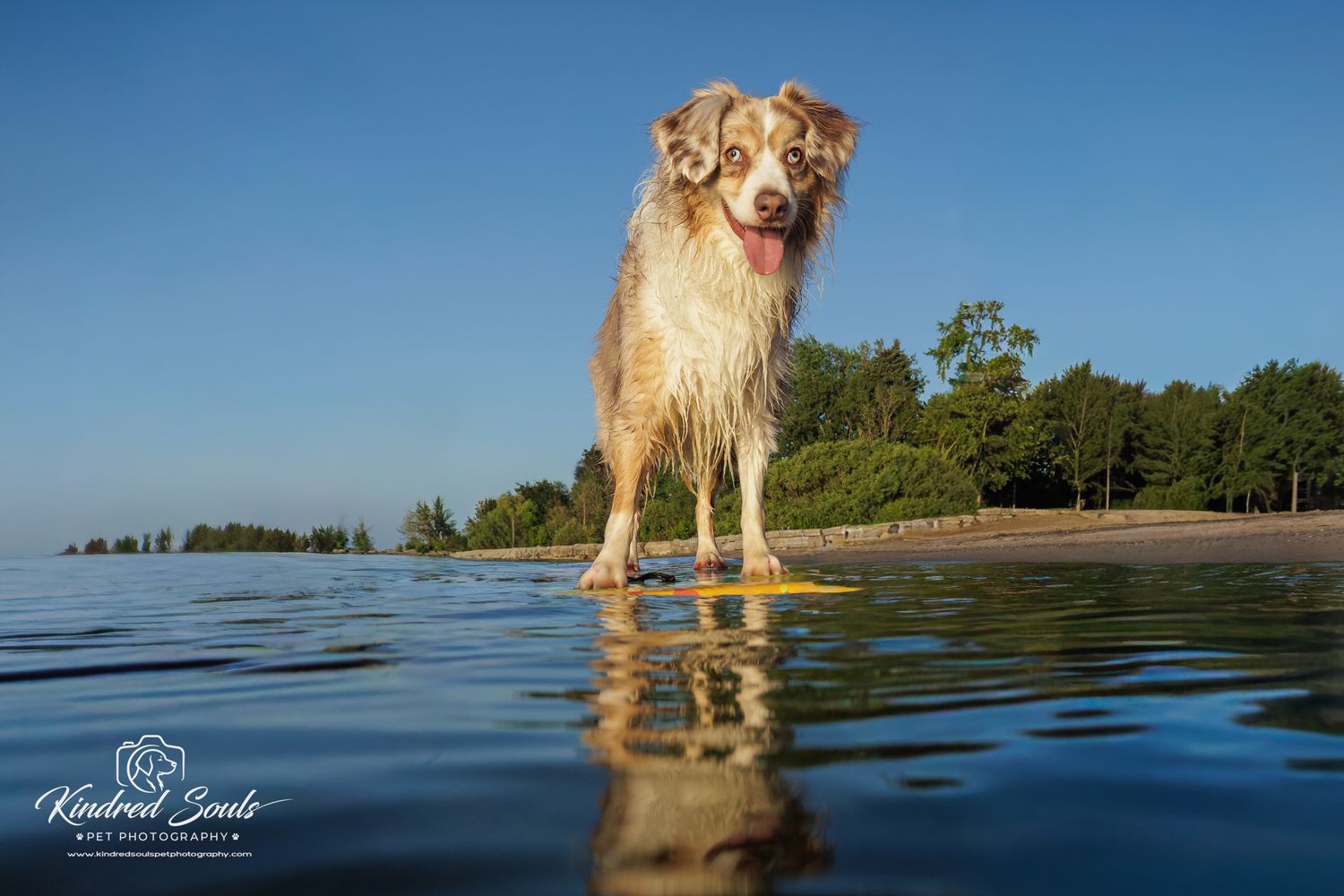 Wet Australian Shepherd stands on a submerged surface at a calm lake shore on a sunny day.